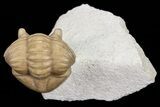 Asaphus Kotlukovi Trilobite - Russia #74674-2